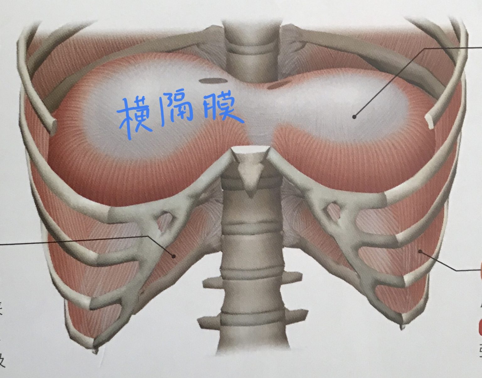 その猫背や肩こり、腰痛は呼吸が原因かも？ 安曇野にしやま整骨院 健康記事